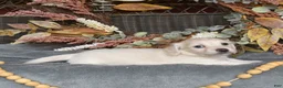 Miniature Dachshund dogs for sale: Cannoli - Ad 2