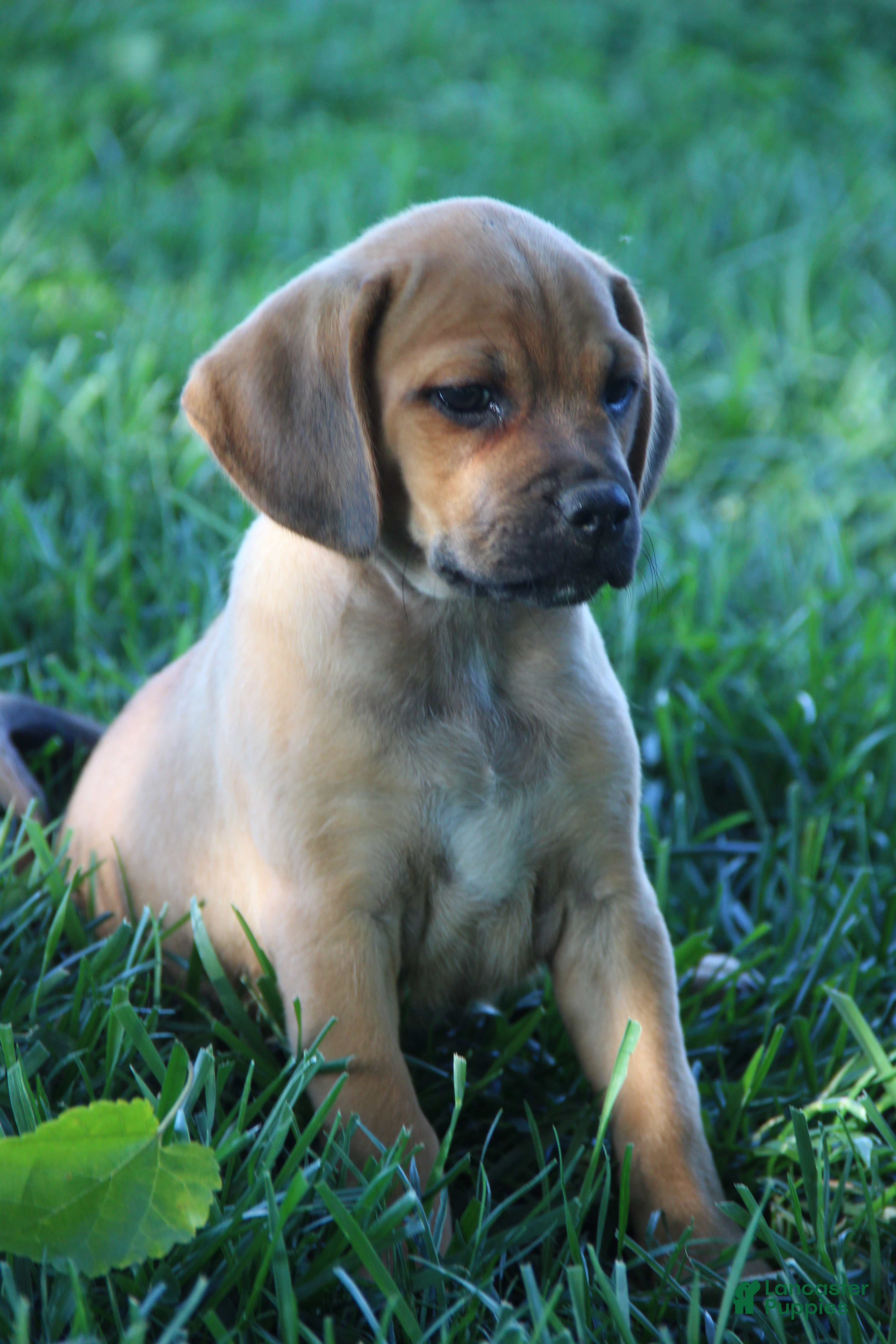 Puggle dogs Silverado - Ad 2