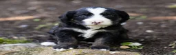 Bernedoodle dogs for sale: Banks Bernedoodle Puppy  - Ad 1