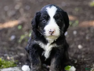 Bernedoodle dogs for sale: Banks Bernedoodle Puppy - Ad 1