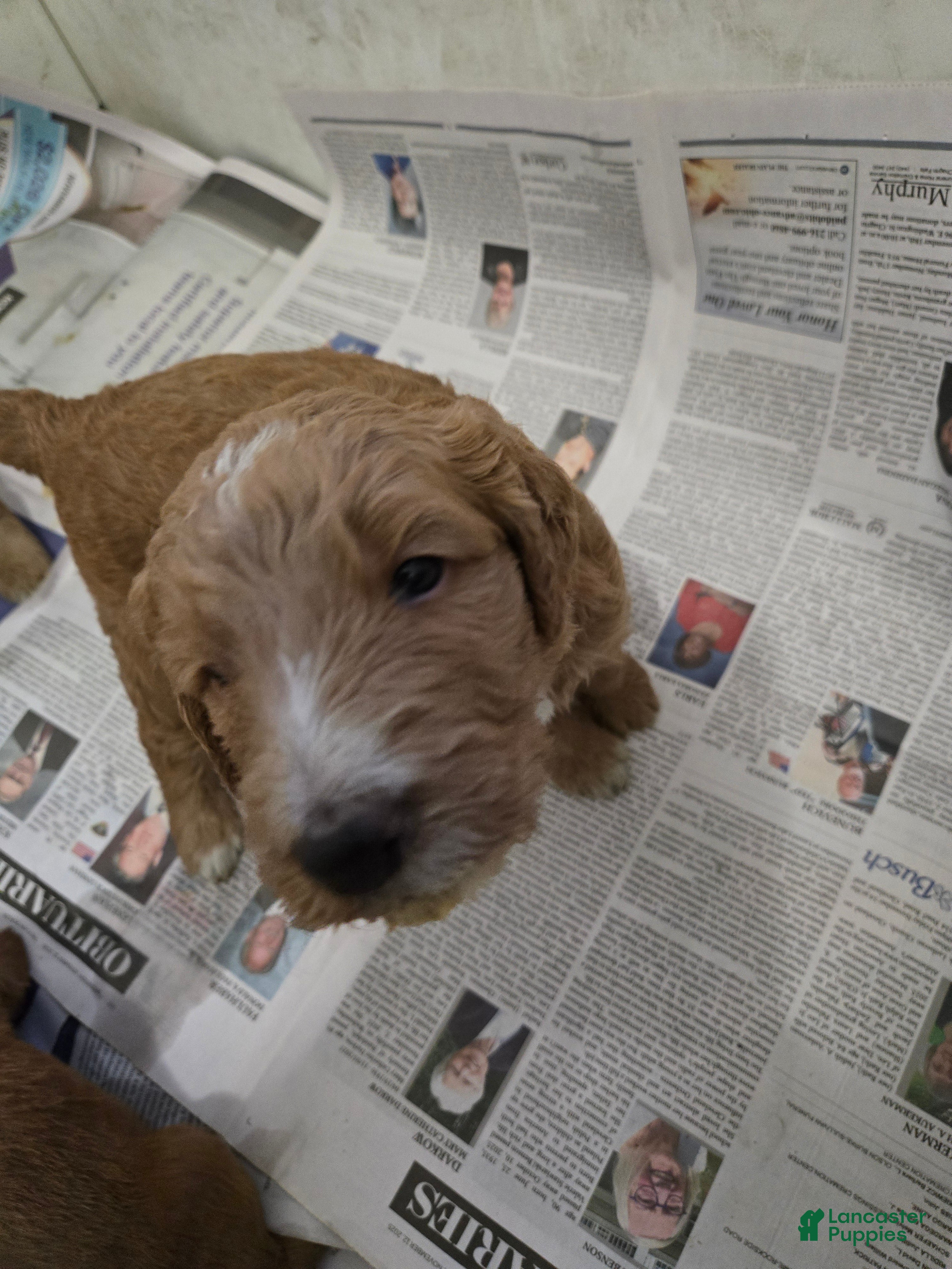 Goldendoodle dogs Goldendoodle Puppy 5 - Ad 33