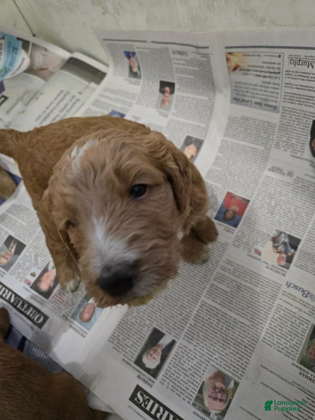 Goldendoodle dogs for sale: Goldendoodle Puppy 5 - Ad 1