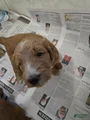 Goldendoodle Puppy 5