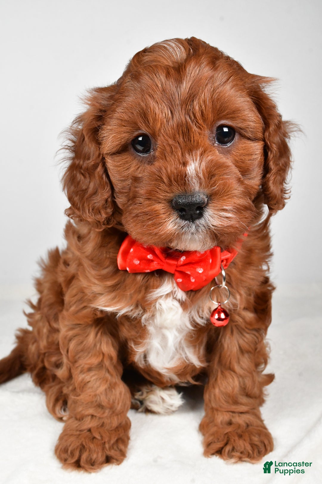 Cavapoo dogs for sale: Jack - Ad 8