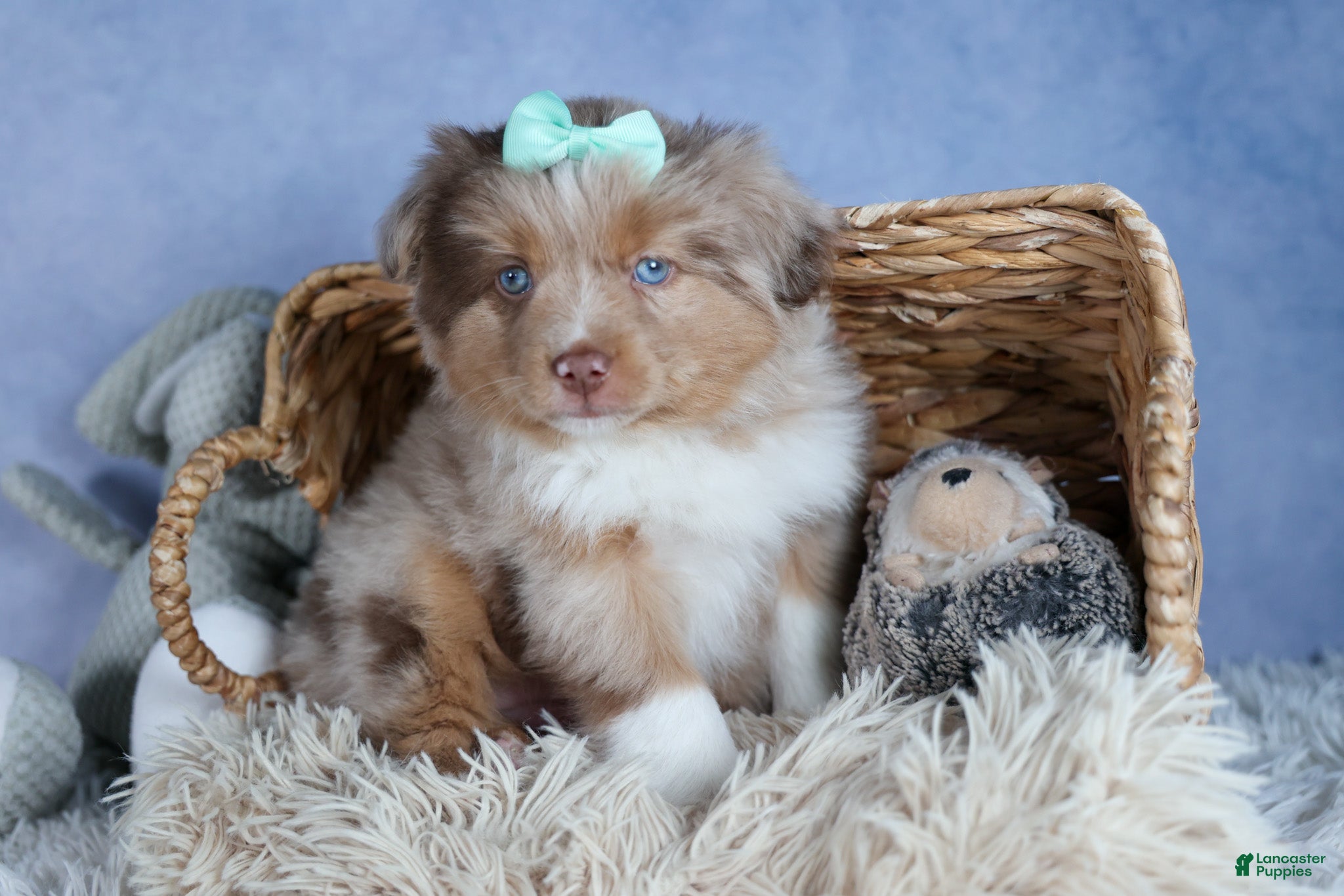 Miniature Australian Shepherd dogs EMMA - Ad 2