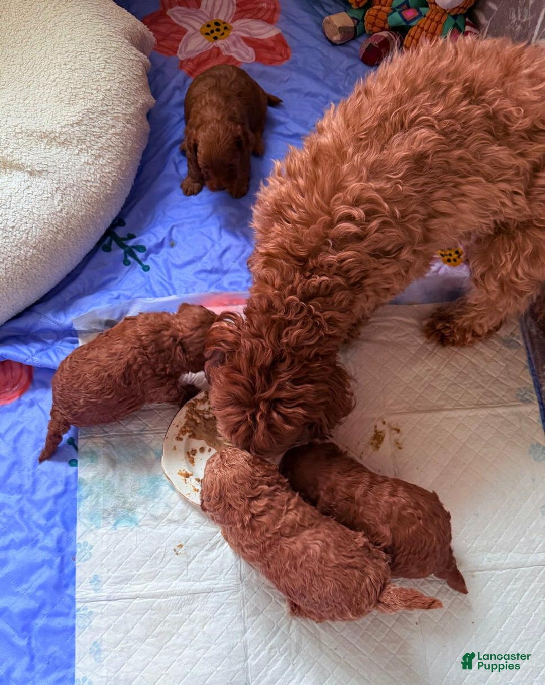 Cavapoo dogs for sale: Jamie - Ad 2