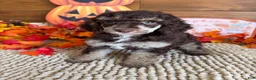 Miniature Poodle dogs for sale: Lainey - Ad 2