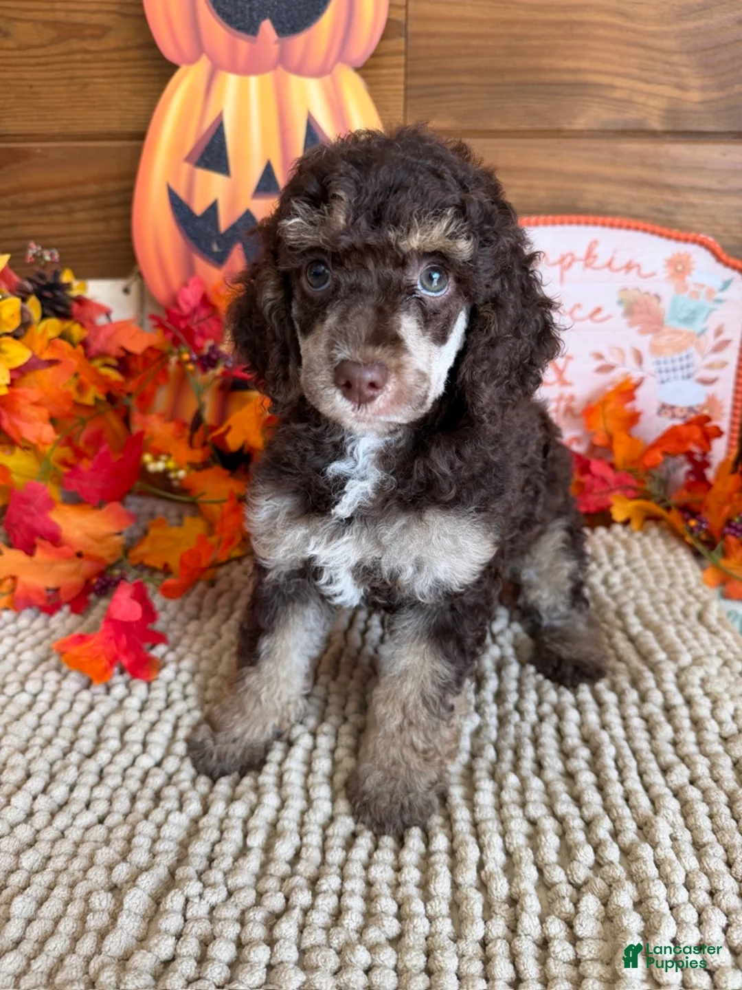 Miniature Poodle dogs for sale: Lainey - Ad 2