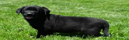 Labrador Retriever dogs for sale: Parker - Ad 3