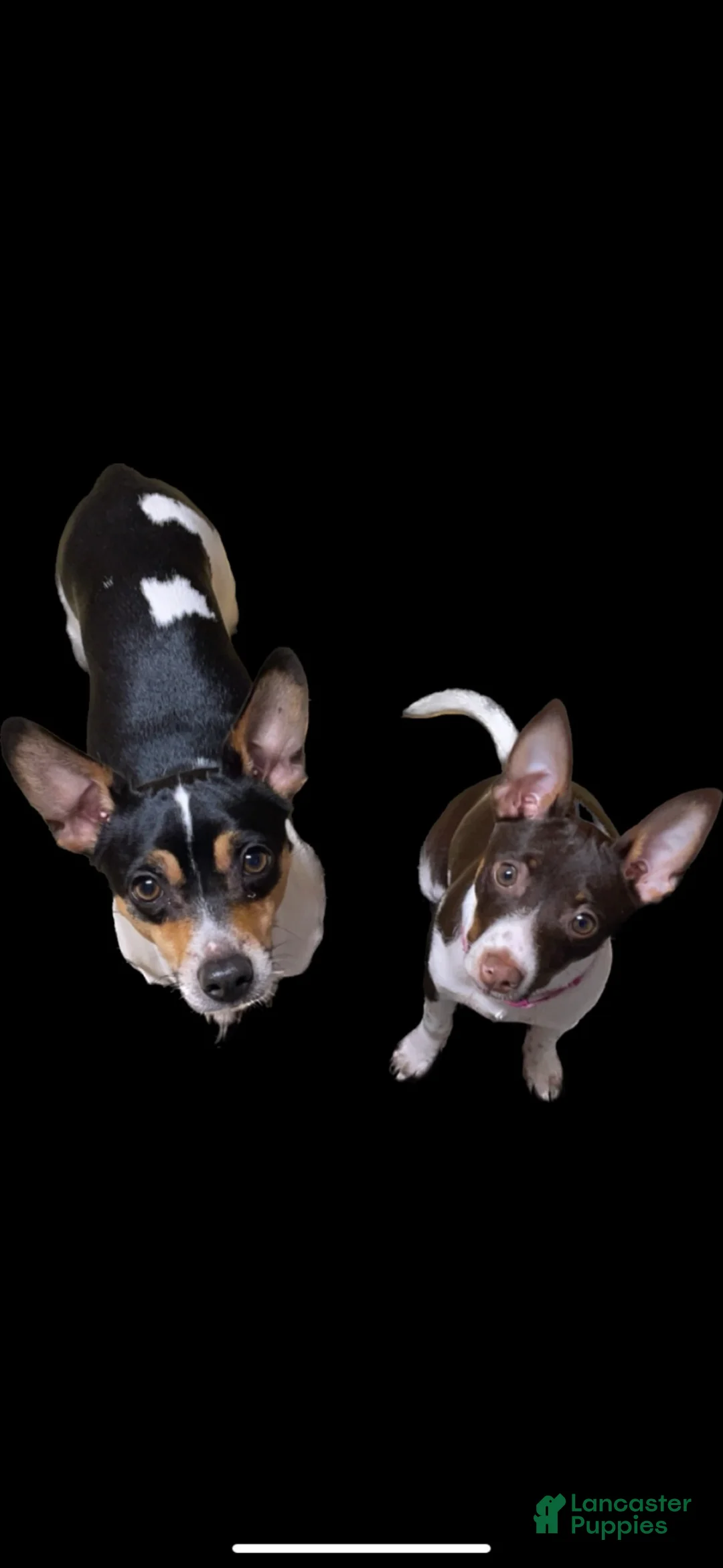 Rat Terrier dogs for sale: Rat Terrier Puppy 2 - Ad 12