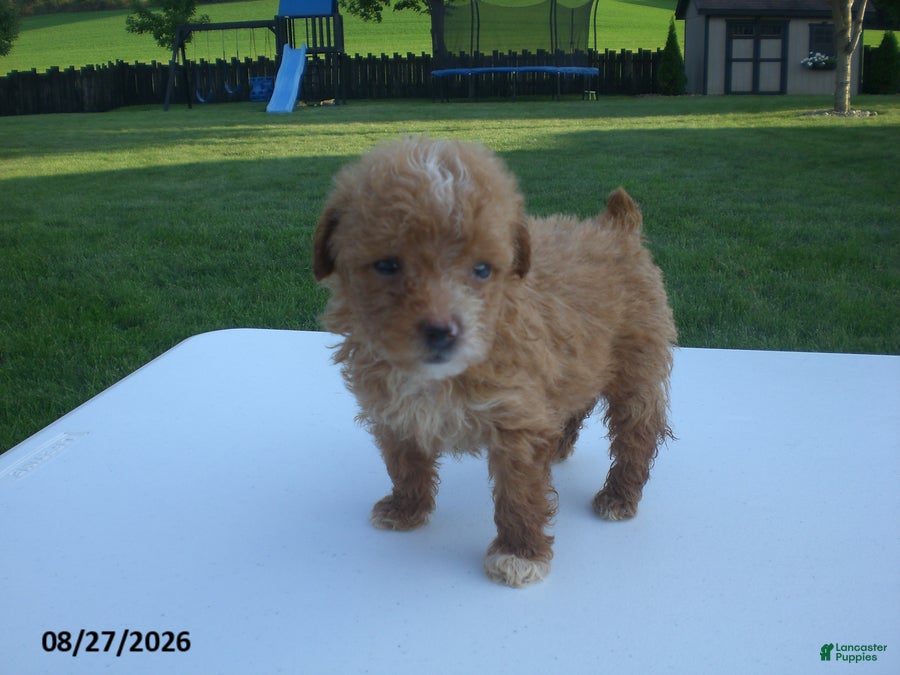 Yorkiepoo dogs Gene - Ad 2