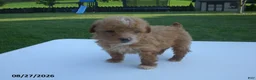 Yorkiepoo dogs for sale: Gene - Ad 2