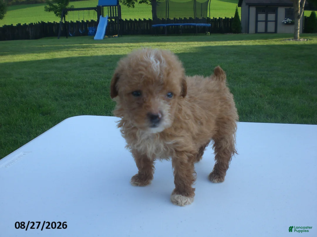 Yorkiepoo dogs for sale: Gene - Ad 2