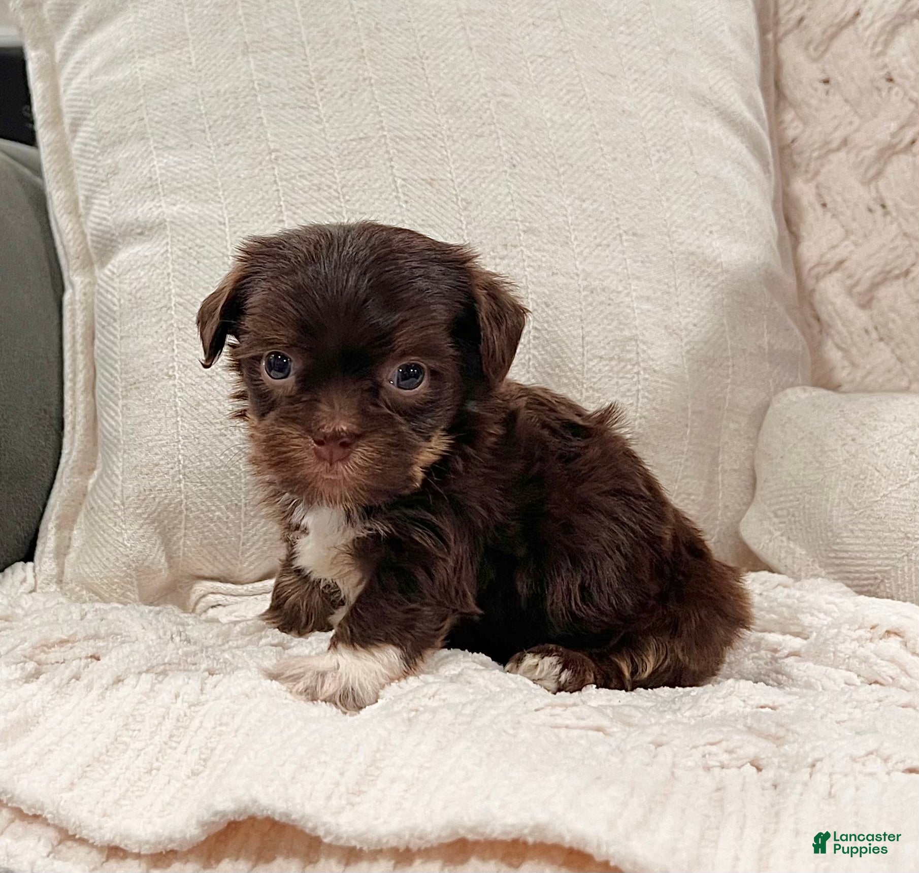 Havanese dogs Calvin - Ad 2