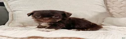 Havanese dogs for sale: Calvin - Ad 2