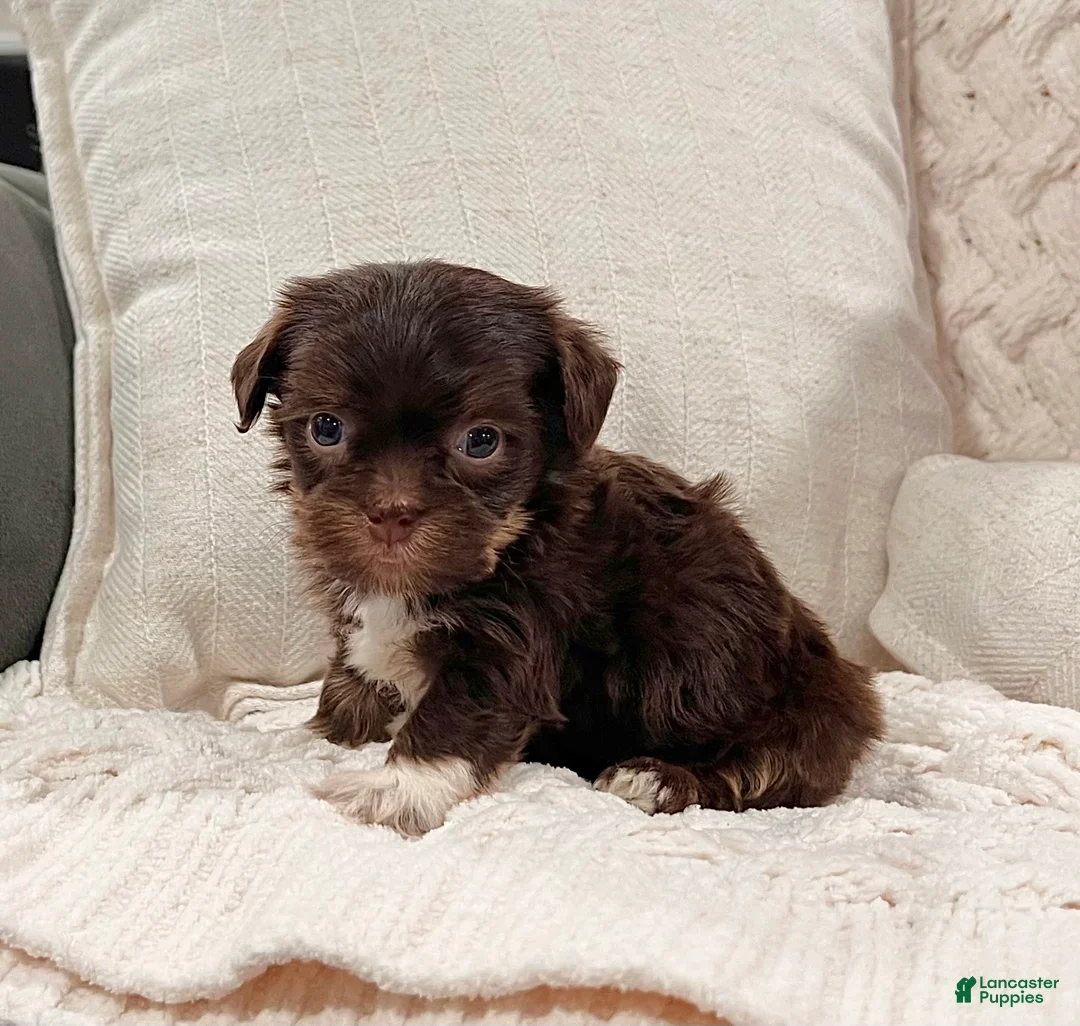 Havanese dogs for sale: Calvin - Ad 2