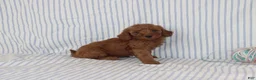 Mini Goldendoodle dogs for sale: Marley - Ad 2