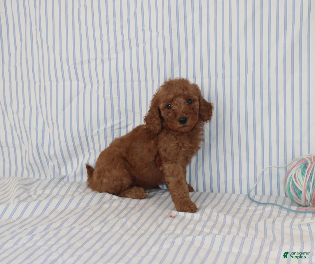 Mini Goldendoodle dogs for sale: Marley - Ad 2