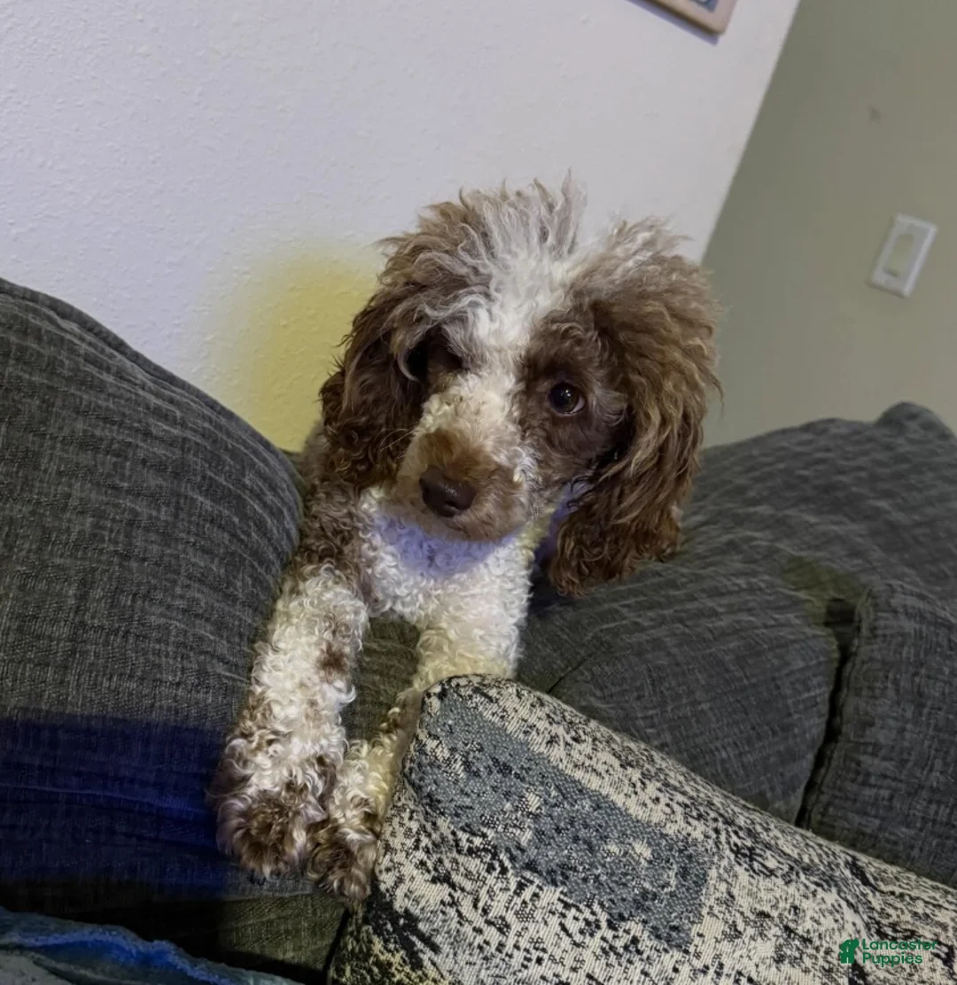Toy Poodle dogs for sale: Duke - Ad 2