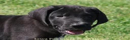 Great Dane dogs for sale: Mitzi - Ad 1