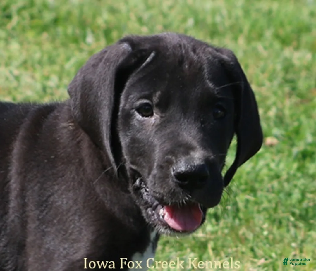 Great Dane dogs for sale: Mitzi - Ad 1