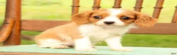Cavalier King Charles Spaniel dogs for sale: Vanessa - Ad 7