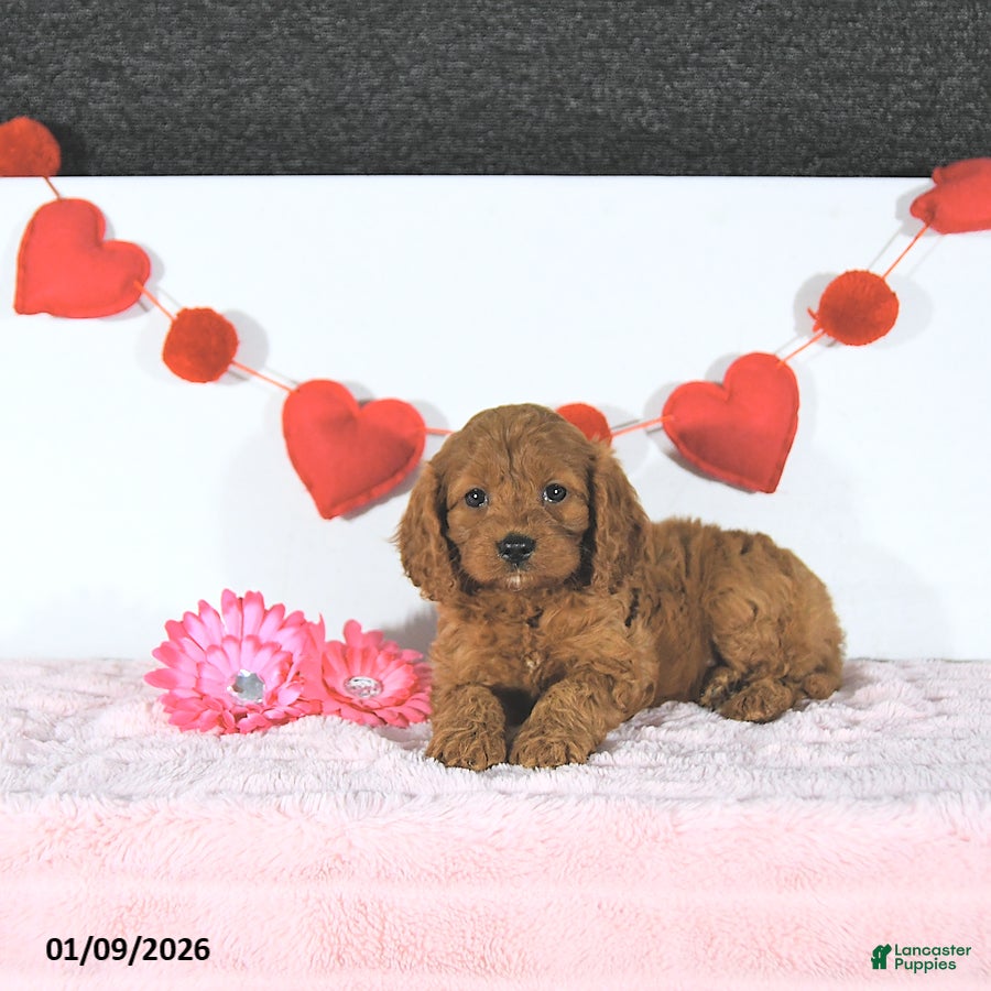 Cavapoo dogs Rachelle - Ad 42