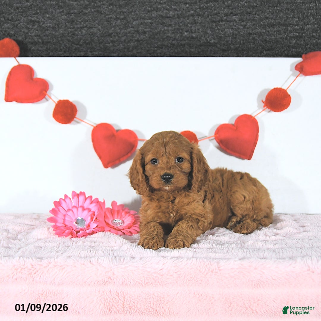 Cavapoo dogs for sale: Rachelle - Ad 1