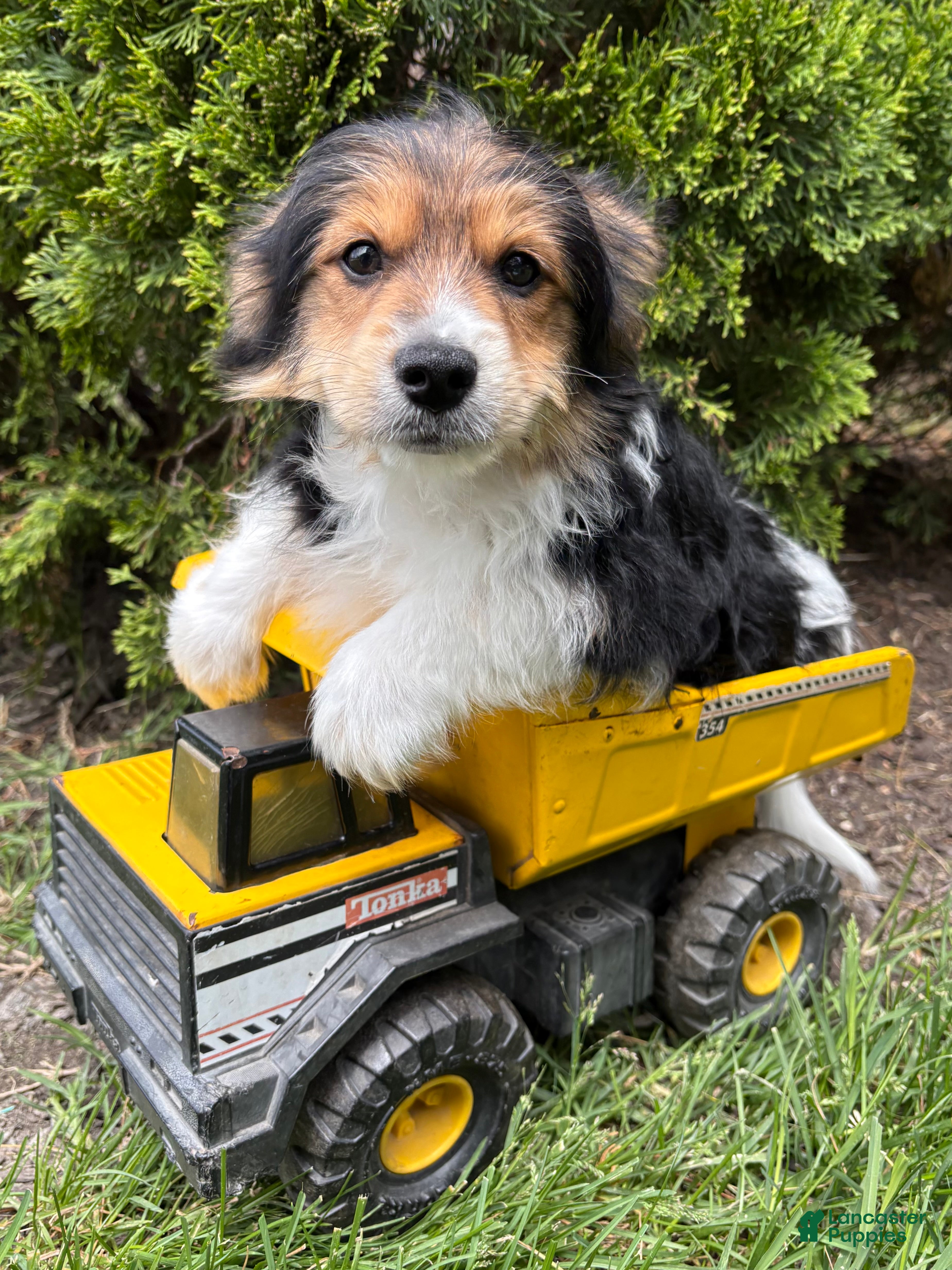 Mixed Breed dogs Rio - Ad 1