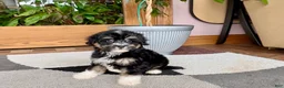Havapoo dogs for sale: Havapoo boy 3  - Ad 5