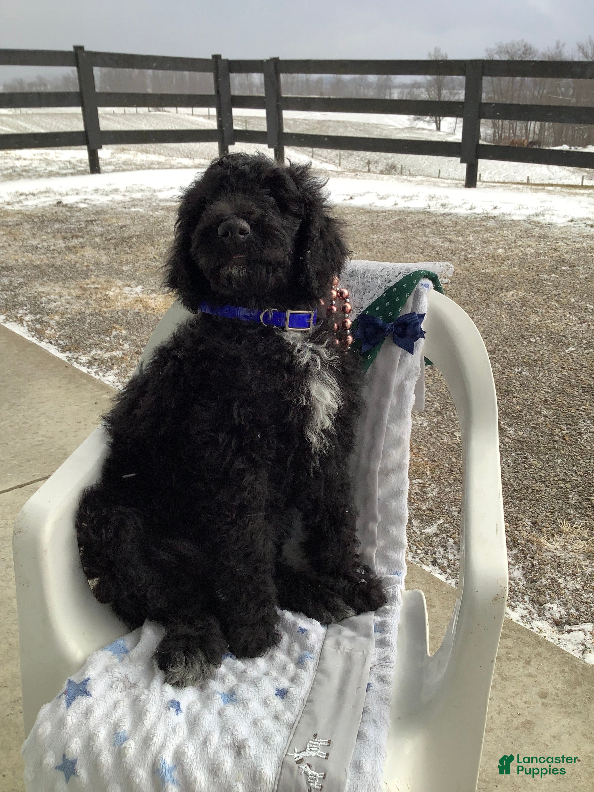 Goldendoodle dogs Fido Puppy 1 - Ad 2