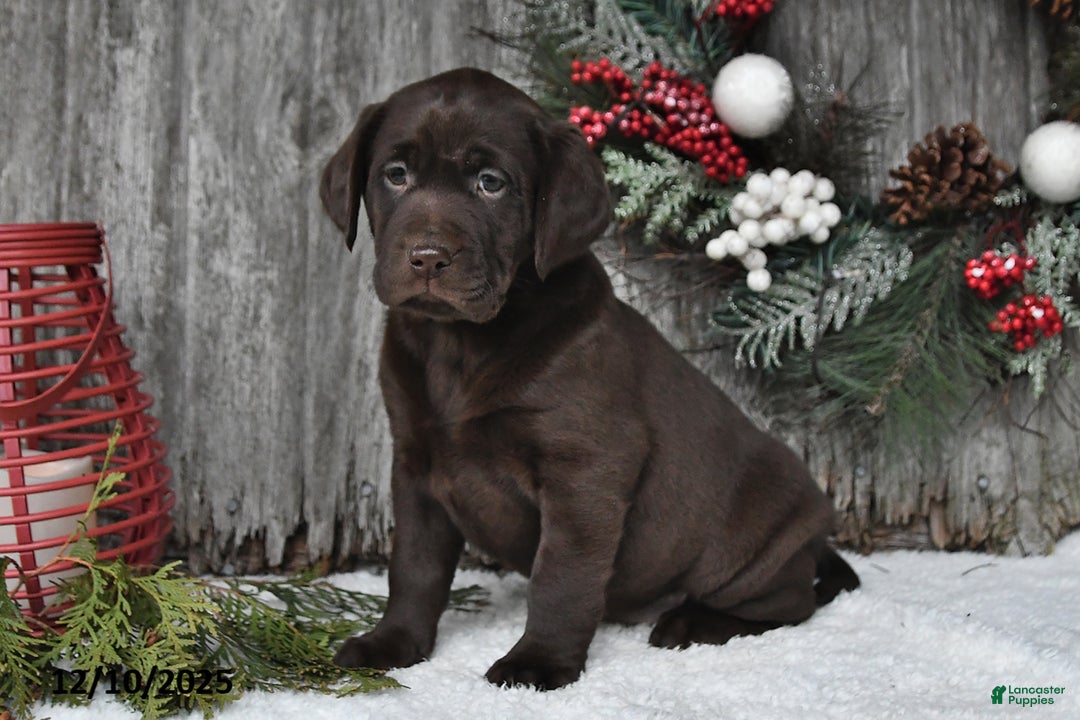 Labrador Retriever dogs for sale: Raven - Ad 2