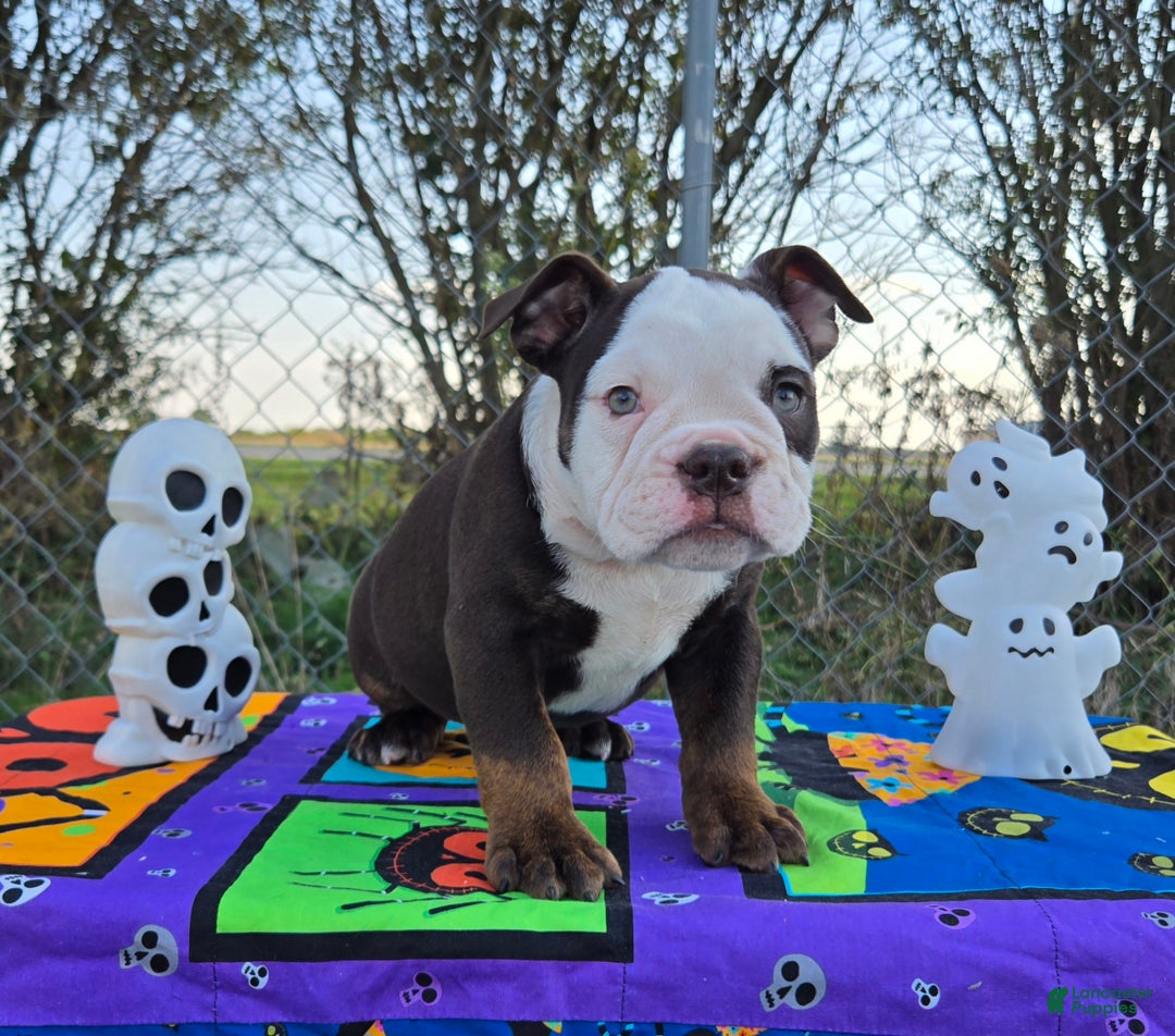 Olde English Bulldogge dogs for sale: Olde English Bulldogge Puppy Jack - Ad 8
