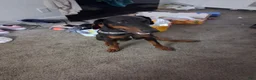 Doberman Pinscher dogs for sale: Doberman Pinscher 1 - Ad 1