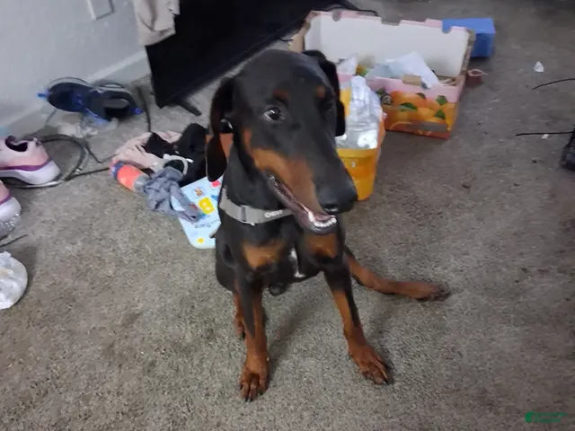 Doberman Pinscher dogs for sale: Doberman Pinscher 1 - Ad 1