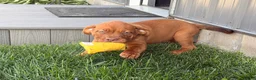Dogue De Bordeaux dogs for sale: Becky - Ad 5