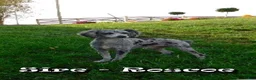 Mini Aussiedoodle dogs for sale: Macey - Ad 11