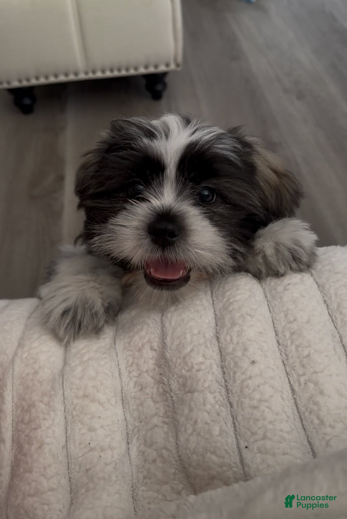 Shih Tzu dogs for sale: Shih Tzu 1 - Ad 26