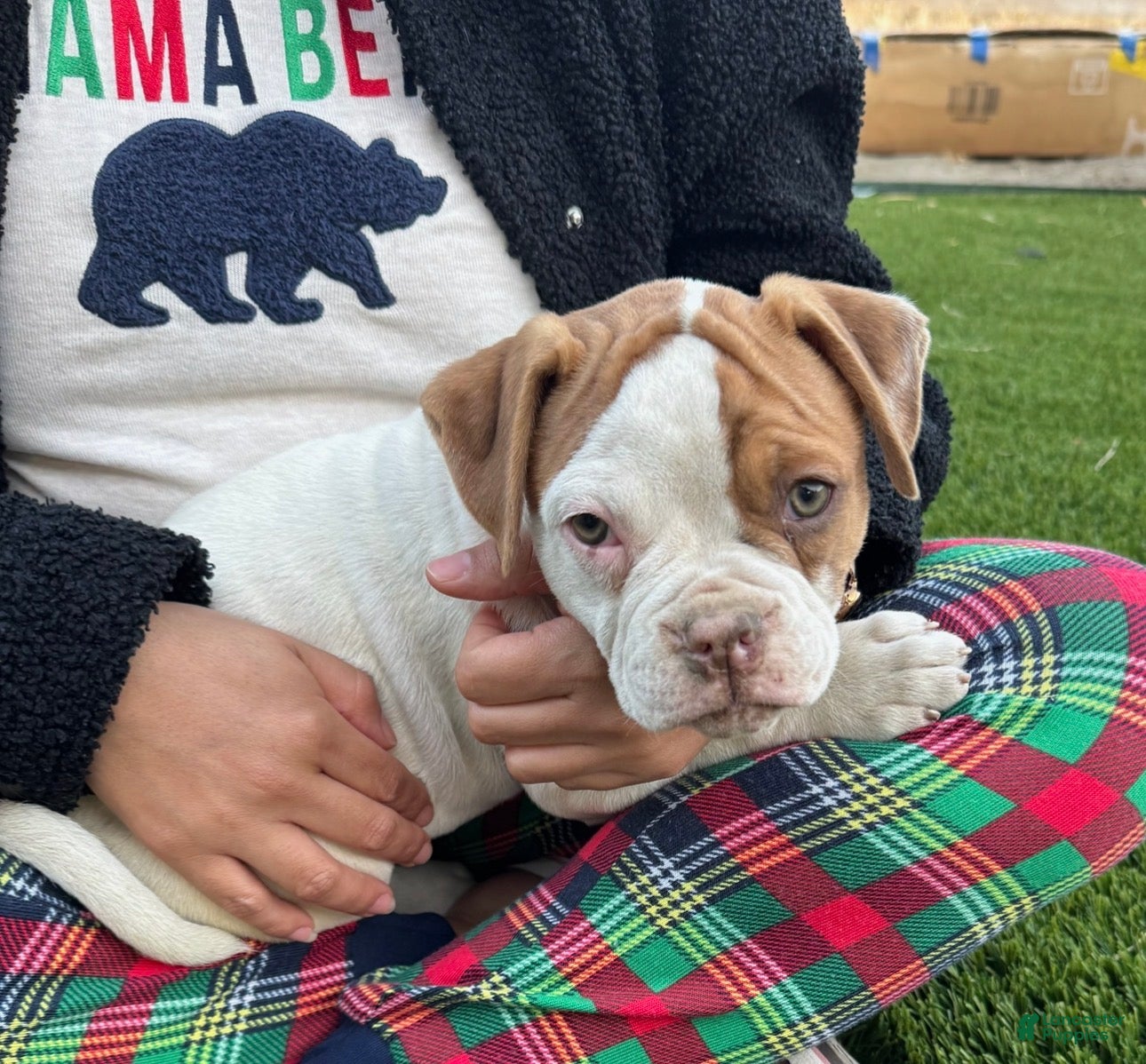 American Bulldog dogs American Bulldog Puppy 5 - Ad 2