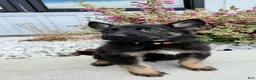 German Shepherd dogs for sale: Finn - Ad 6