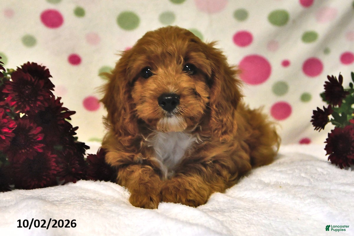 Cavapoo dogs Pumpkin - Ad 1