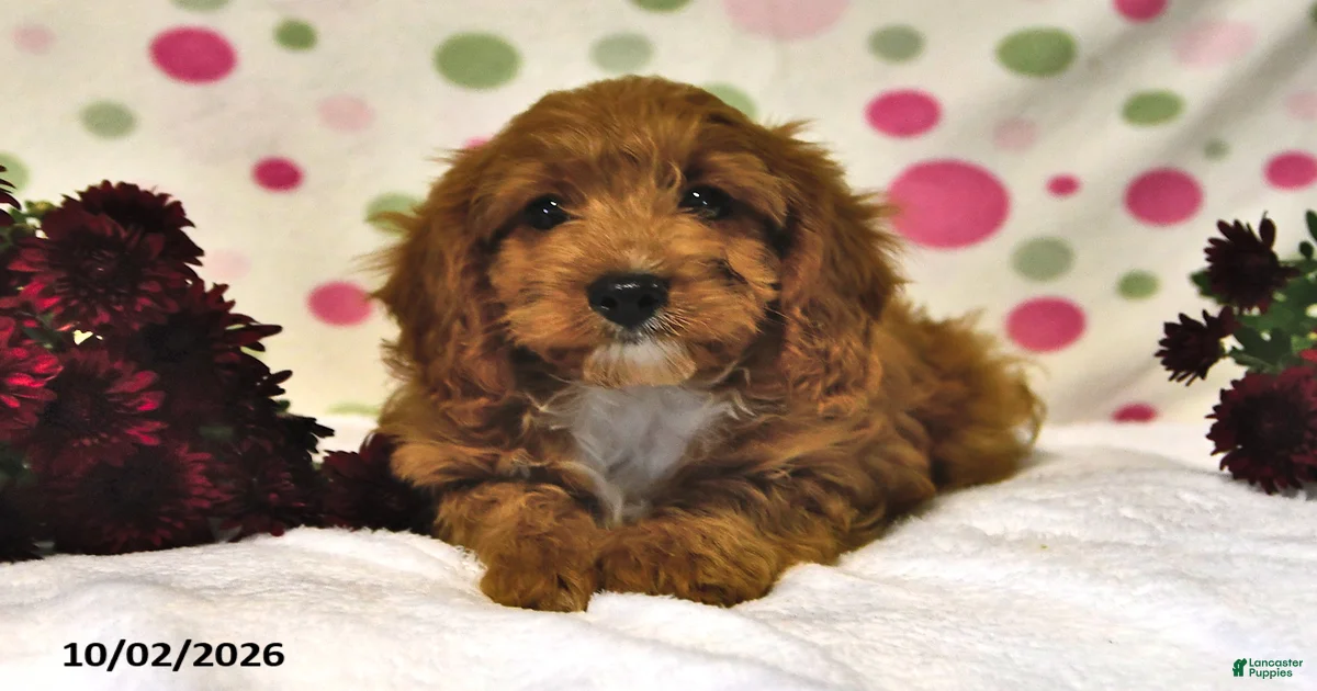 Cavapoo Puppies for sale in New York | Lancaster Puppies