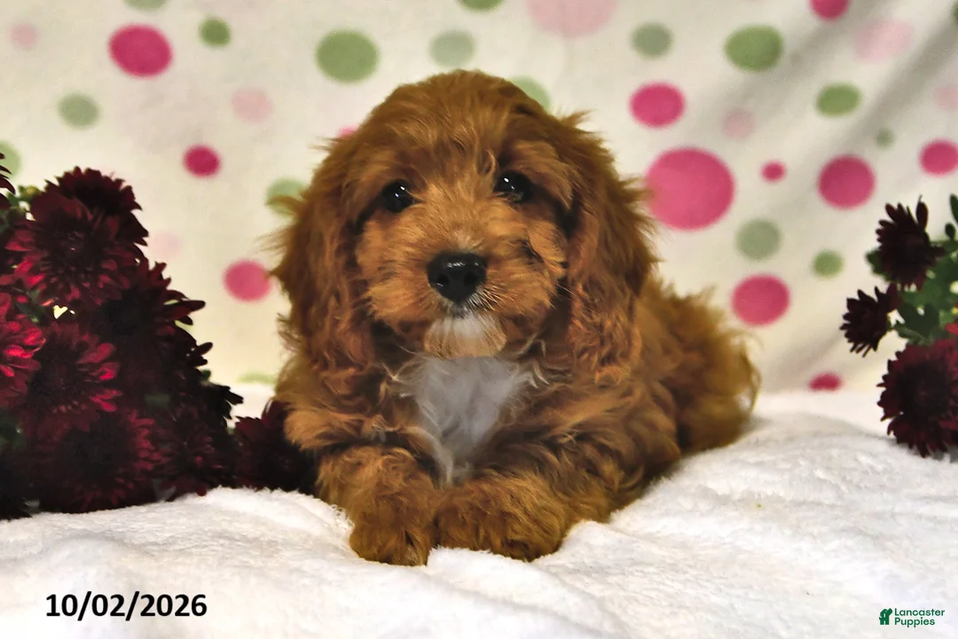 Cavapoo dogs for sale: Pumpkin - Ad 1
