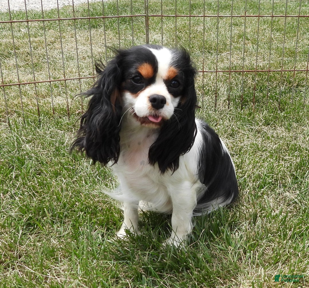 Cavalier King Charles Spaniel dogs for sale: Cavalier King Charles Spaniel Puppy 3 - Ad 7