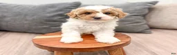 Miniature Poodle dogs for sale: Zoey - Ad 2