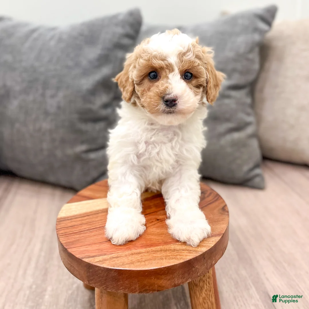 Miniature Poodle dogs for sale: Zoey - Ad 2