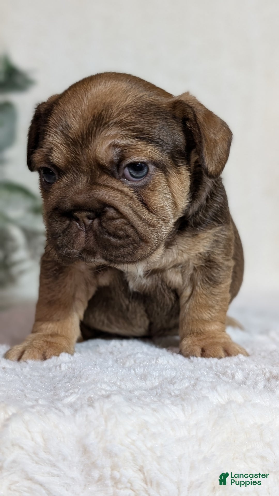 French Bulldog dogs for sale: Tessa - Ad 15
