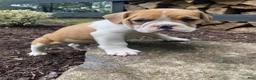 Mixed Breed dogs for sale: Hank - Ad 3