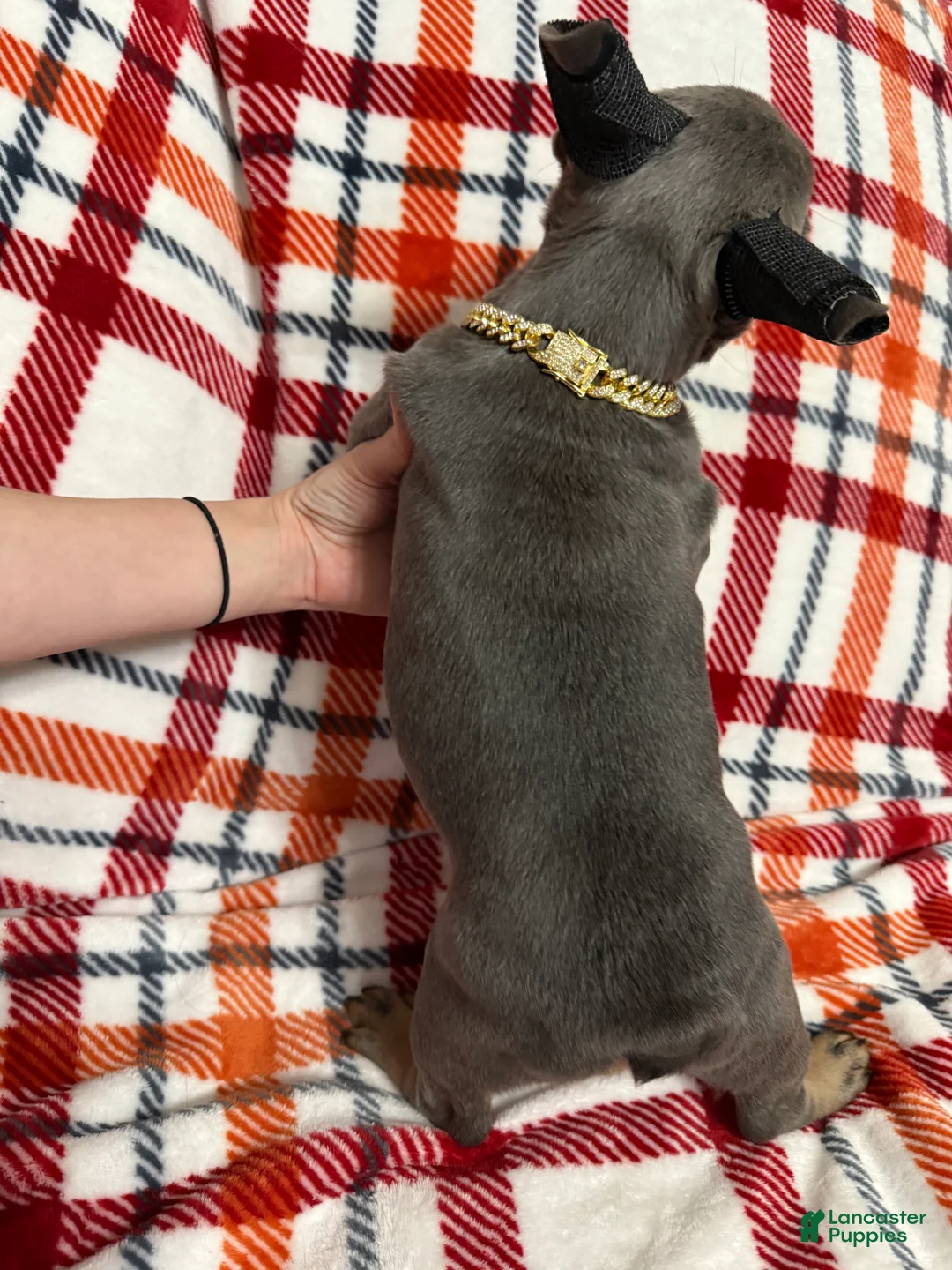 French Bulldog dogs for sale: Blue and Tan (Theo) - Ad 3