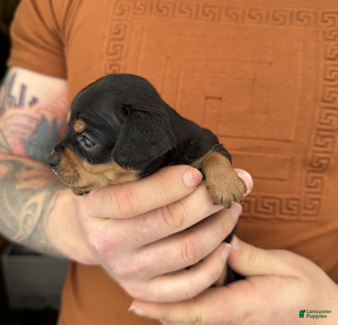 Chiweenie dogs for sale: Lyla - Ad 5